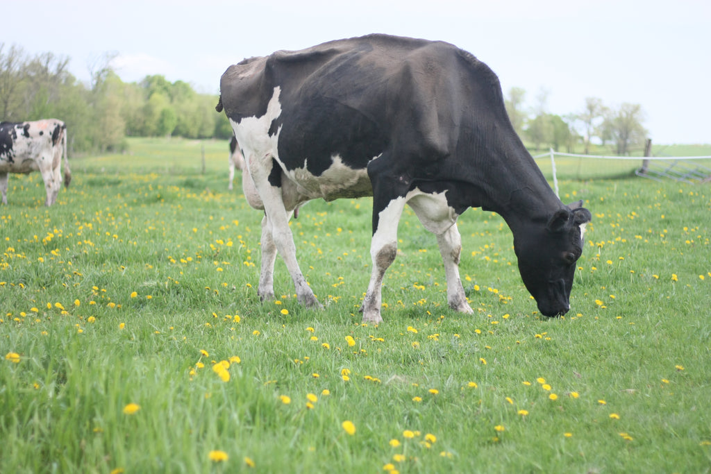 Meet the Cows, Pt. 1: The Holsteins