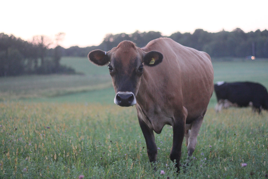Meet the Cows, Pt. 2: The Jerseys